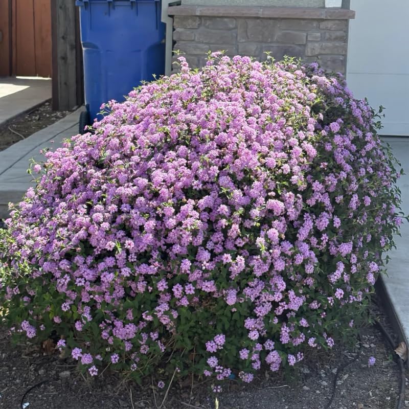 Pack 2 Lantana Live Plants, Lavender Trailing Lantana Flowering Plants 4-8 Inches, Ready to Plant Outdoor