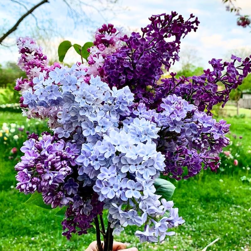 Purple Lilac Bush Live Tree Plant, 1 Year Old Tree for Planting, 6 to 12 Inches in Tall, Hardy Shrub, Dormant in Winter