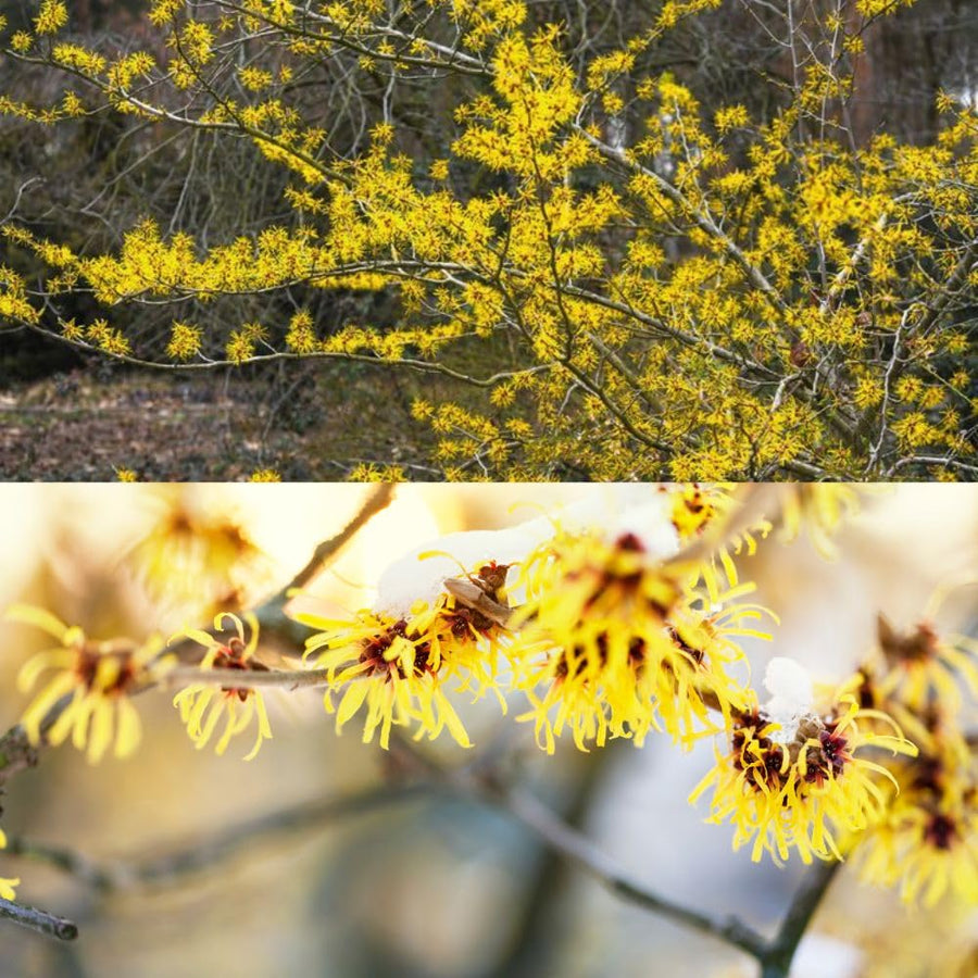 Live Witchhazel Tree Plant 12-16 Inch Tall for Yard and Outdoor Planting, Yellow Witch Hazel Plant, Bareroot Plant