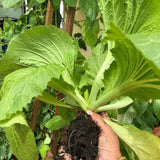 Pack 1000 Mustard Green Seeds, Mustard Greens Vegetable Seeds, Fresh Garden Seed for Planting