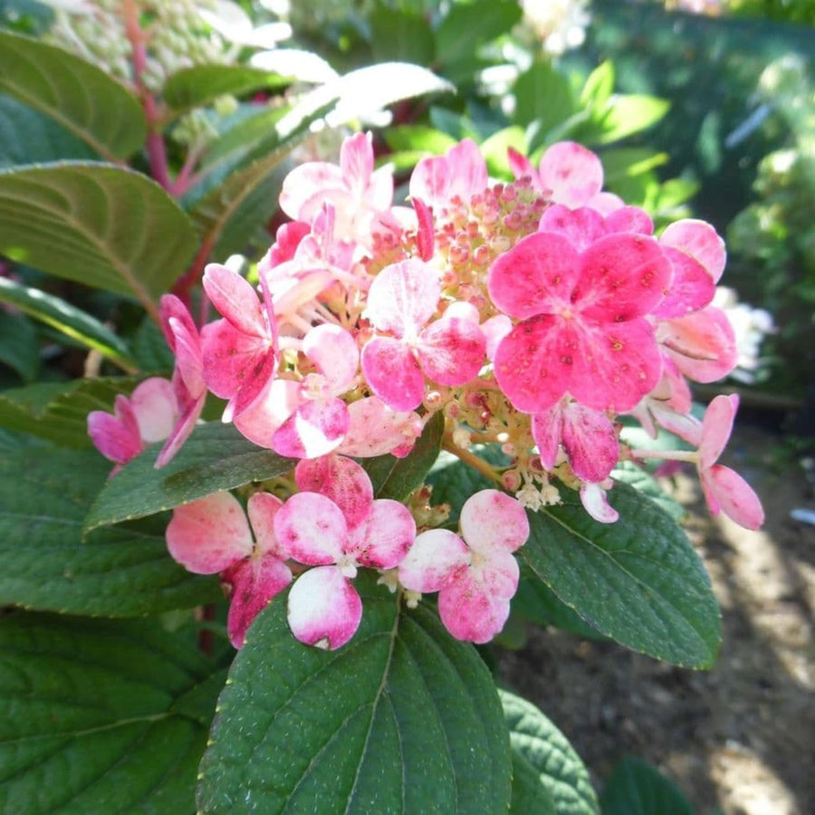 Fire Hydrangea Plant Live, in Quart Pot, 8-14" Tall Cold Hardy Hydrangea Flowering Shrub, Color Changing Flower
