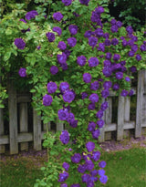 Puple Rose Live Plant, Pink Climbing Rose Plant Live, Purple Climber Plant for Planting, No Leaf, Trim Back, Well Rooted, Bare Root