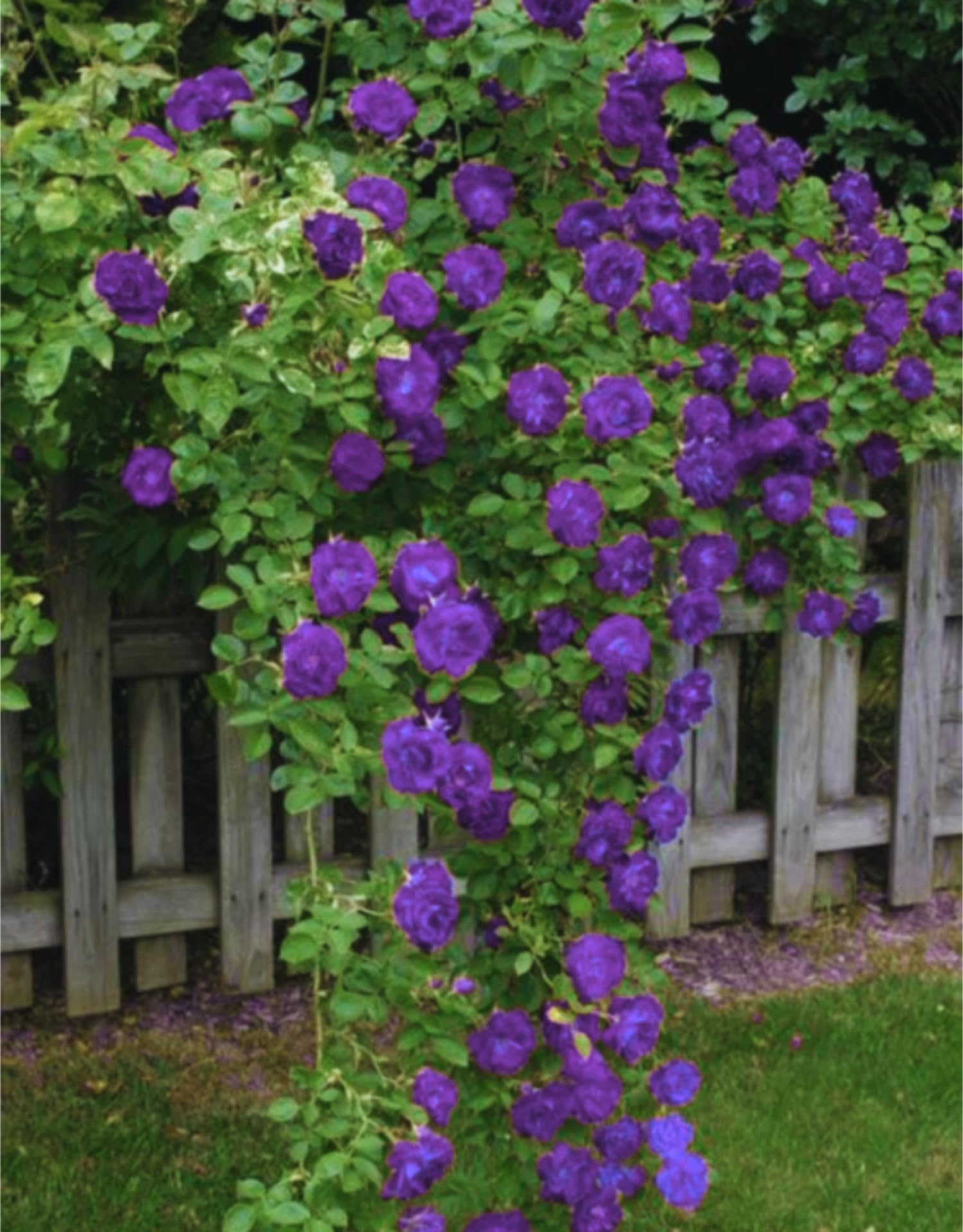 Puple Rose Live Plant, Pink Climbing Rose Plant Live, Purple Climber Plant for Planting, No Leaf, Trim Back, Well Rooted, Bare Root