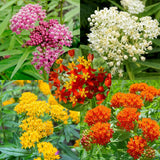 2 Mikweed Live Plants, Asclepias Tuberosa Perennial Flowers Plants, Tropical Butterfly Milkweeds 4-8 Inch for Outdoor Garden (Assorted)