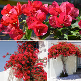 Red Bougainvillea Plant Live, Bougainvillea Live Plant, 5 to 7 Inches Tall, Vibrant Long Lasting Blooms, Ideal for Trellis, Landscape and Outdoor Garden