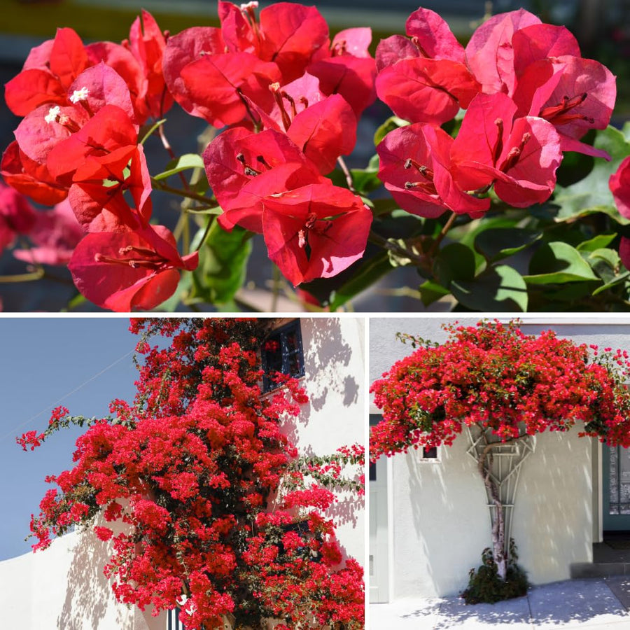 Red Bougainvillea Plant Live, Bougainvillea Live Plant, 5 to 7 Inches Tall, Vibrant Long Lasting Blooms, Ideal for Trellis, Landscape and Outdoor Garden