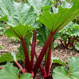 Combo 100 Red Rhubarb Seeds for Planting, Rhubarb Vegetable Seeds for Outdoor Garden Growing