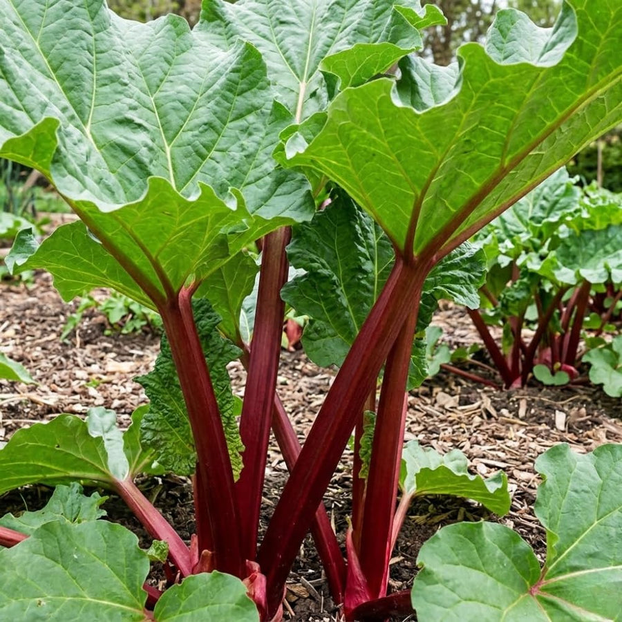 Combo 100 Red Rhubarb Seeds for Planting, Rhubarb Vegetable Seeds for Outdoor Garden Growing
