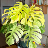 Thai Constellation Philodendron Live Plants, Philodendrons Plants Size 5-9 Inc for Indoor Houseplant Décor, Ornamental Tropical Well-Rooted
