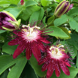Burgundy Passion Flower Plant - Burgundy Passion Flower Vine Live Plant - Size 5 to 7 Inch Tall, Passiflora Flowers Starter Plant, Without Pot