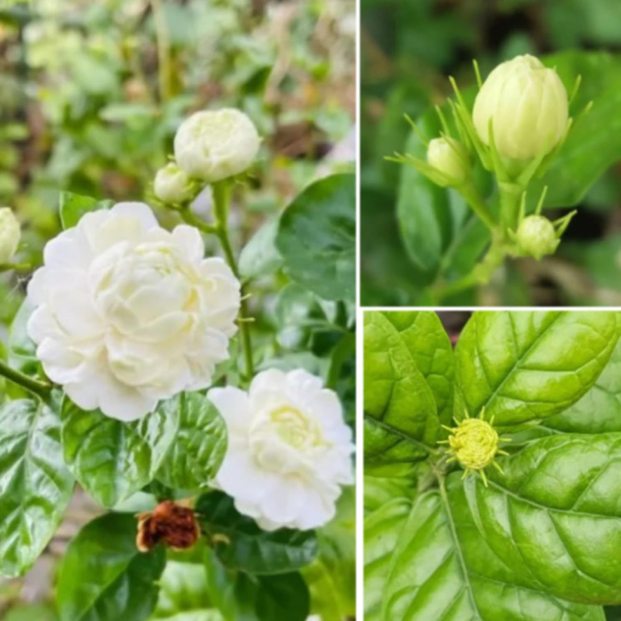 Grand Duke of Tuscany Jasmine Plants Live, Double Jasmine Live Plants, Arabian Jasmine Plant Indoor Live Fragrant Flower Garden Outdoor Planting