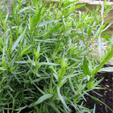 2 Texas Tarragon Live Plants, Texas Tarragon Herb Plant, 4 to 6 Inches Tall, Well Rooted Herb Plants for Growing