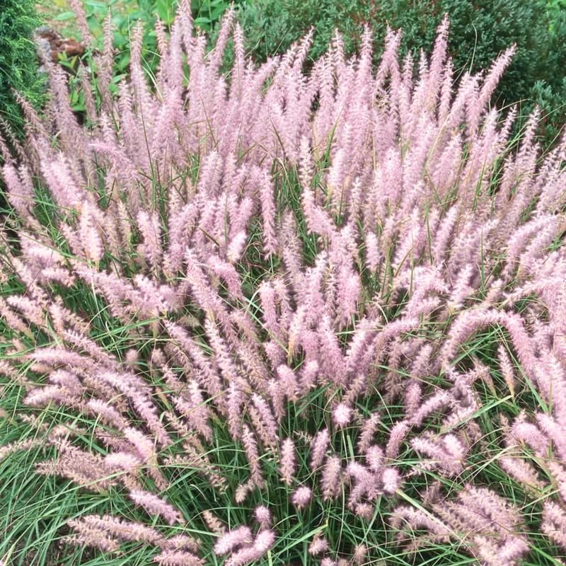 2 Ornamental Grass Plants - Pink Fountain Grasses Live Plants Perennial - 5-9 Inc Tall - Live Grass Seedlings Indoor Outdoor