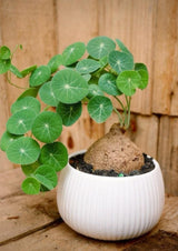 Already Sprouts Stephania Cephalantha Plant Bulb, Various Size Caudex, Rare Succulent with No Hair Roots, Home Decor, Houseplant, Cold Hardy (Large 3-3.5" Caudex)