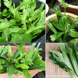 Set 1000 Culantro Seeds, Culantro Herb Live Plant, NGO GAI Seed for Outdoor Gardening