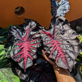 3 Colocasia Plants Live, Elephant Ear Caladium Esculenta Plants, 5 to 8 Inc Tall (Red Black)
