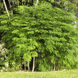 Moringa Tree Live Plant, 6-8 Inches Tall, Well-Rooted Moringa Oleifera Seedling, Fast-Growing Tropical Tree