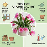 2 Salmon Epiphyllum Orchid Cactus Live Plants, 6-8" in Tall Succulent for Indoor Outdoor Home Decor, Cold Hardy, Spring Planting