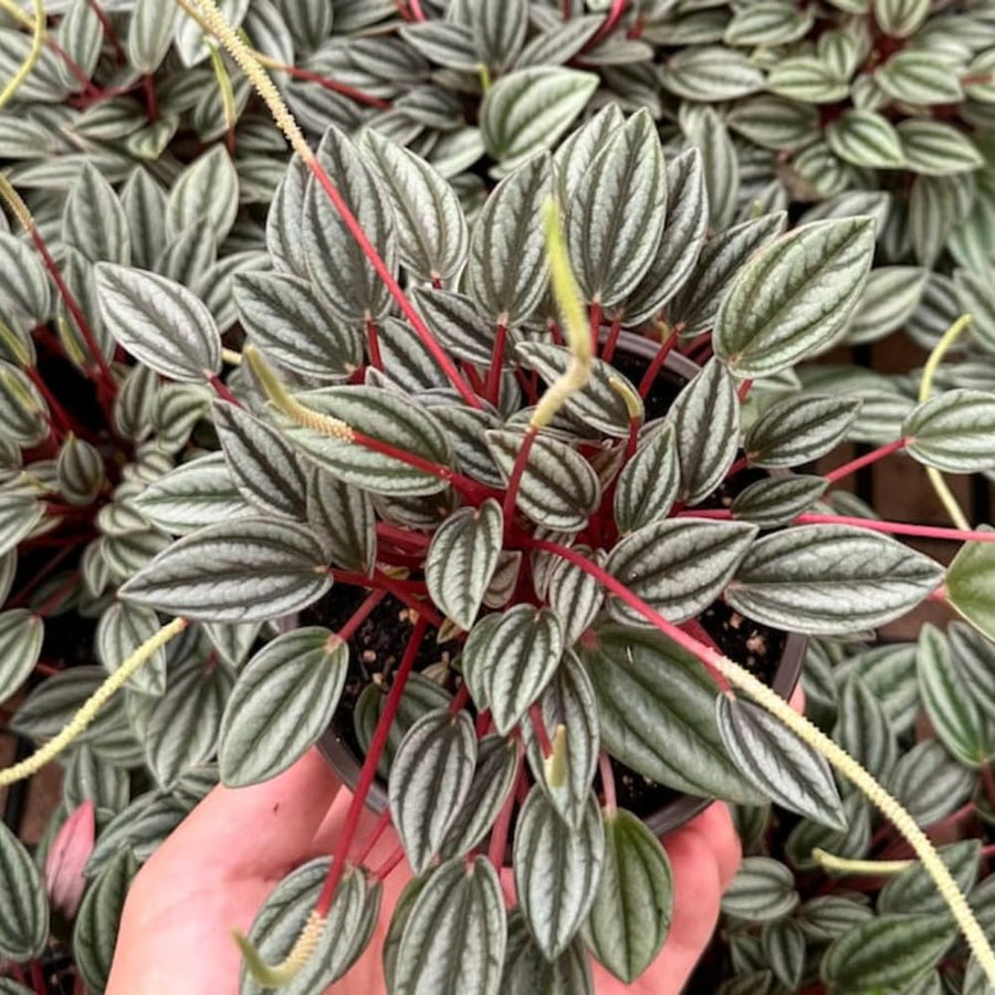 Peperomia Live Plant in 4" Pot, Easy-Care Indoor Trailing Houseplant Succulent Live (Red Green Peperomia)