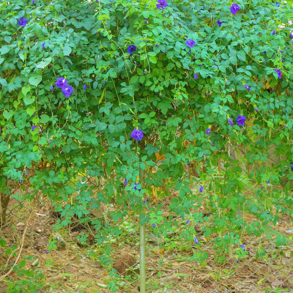 Butterfly Pea Plant Live, Blue Butterfly Flower Vine Plant Live Gardening, 6 to 9 Inc Tall, Half Gallon Pot