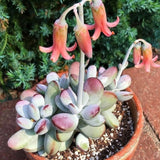 2" Pot Cotyledon Pendens Succulent Plant Live, Trailing Succulent House Plant for Home Office Decoration, Rare Indoor Live Plant