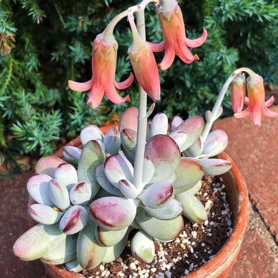 Trailing Cotyledon Pendens Succulent Plant, Live Cliff Cotyledon Plant in 4 Inch Pot, Easy-Care Hanging Houseplant