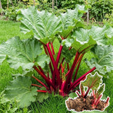 05 Rhubarb Roots for Planting, M Size Red Rhubarb Plants Crown Rhizomes Vegetable for Planting, Hardy Perennial Vegetables