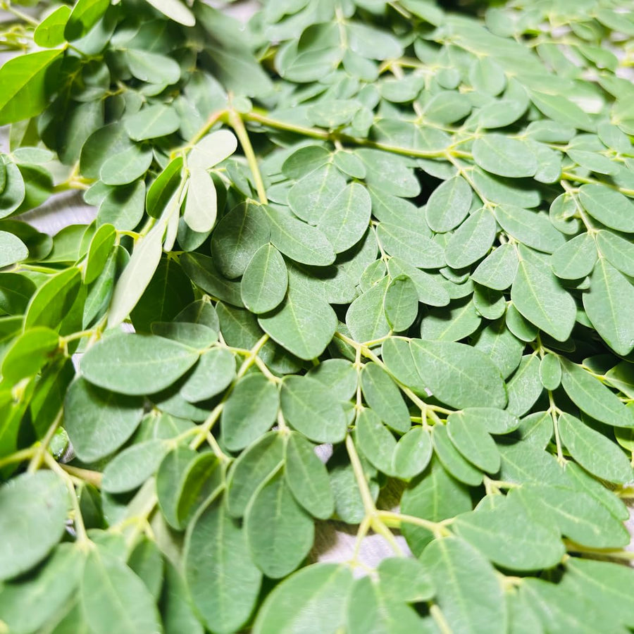 Set 100 Moringa Seeds, Moringa Oleifera Tree Seeds, Vegetable Seeds for Planting, Ready to Grow