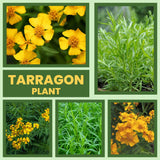Pack 2 Tarragon Plants Live, Tarragon Herb Plant Ready to Grow, 5-9 Inch Tall, Tarragon Mint for Your Garden and Culinary Needs