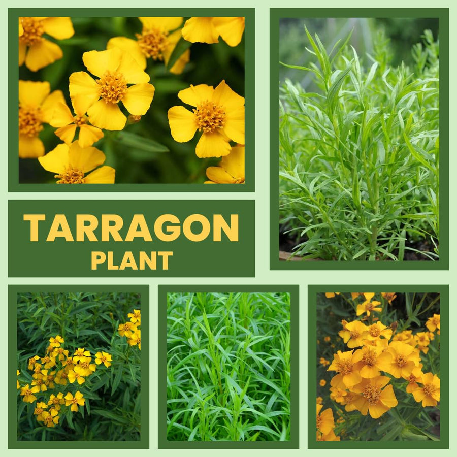 Pack 2 Tarragon Plants Live, Tarragon Herb Plant Ready to Grow, 5-9 Inch Tall, Tarragon Mint for Your Garden and Culinary Needs
