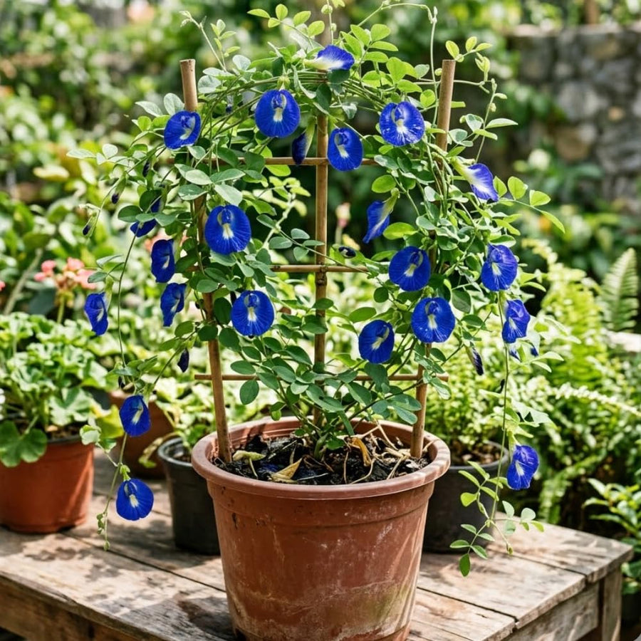 Set of 50 Butterfly Pea Seeds, Butterfly Pea Flower Seeds, Blue Flower for Planting