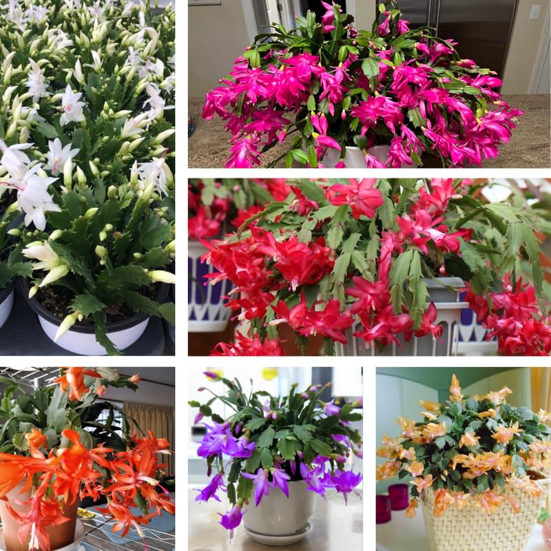 3 Pink Christmas Cactus Plants Live, Thanksgiving Cactus Easter Cactus Live Plants, 4-8 Inch Height, Holiday Blooms for Outdoor Spaces, No Pot, Bareroots