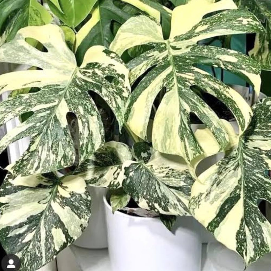 Philodendron Live Plant, Rare Variegated Houseplant for Home or Office, 5-8" Tall Tropical Indoor Plant (Variegated Philodendron Monstera Constellation)
