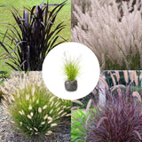 2 Fountain Grass Live Plants, Perennial Grass Clumps for Outdoor Landscaping Growing, Ornamental Grasses Ready to Grow 4-9 Inches