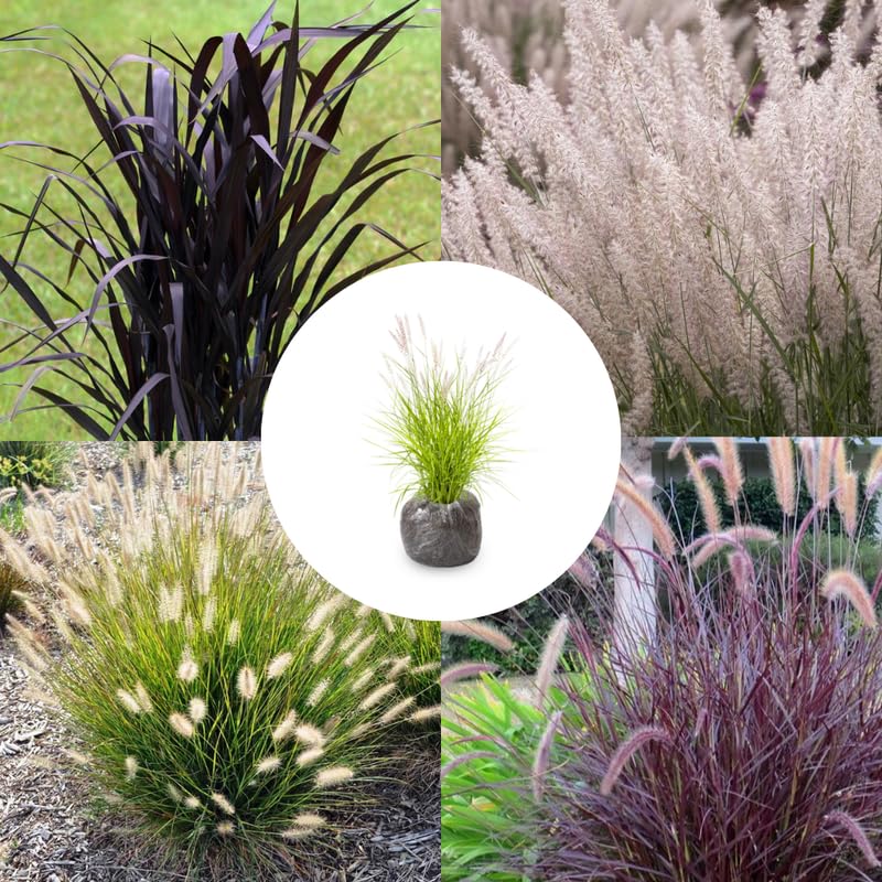 2 Fountain Grass Live Plants, Perennial Grass Clumps for Outdoor Landscaping Growing, Ornamental Grasses Ready to Grow 4-9 Inches