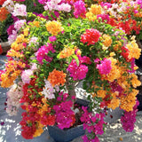 2 Bougainvillea Plants Live, Trailing Flowering Vines, 5-9” Tall, Well-Rooted Bougainvillea Trees for Outdoor Garden or Patio (Multicolor Bougainvillea)