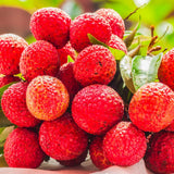 Lychee Tree Live, 3 Feet Tall Litchi Fruit Tree, Sweet Tropical Lychee for Outdoor or Indoor Planting