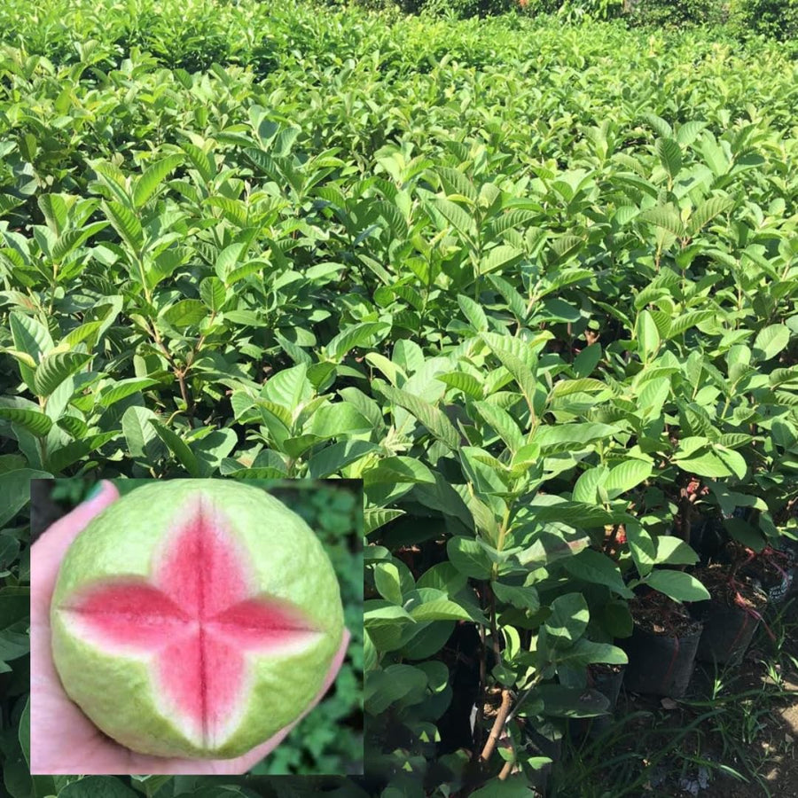 4 Pink Guava Trees Live Plants for Planting, 5 to 10 Inc Tall, Zones 9-11