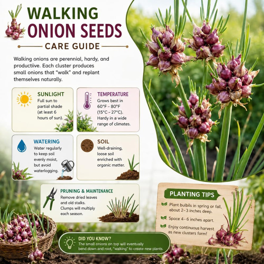 Pack of 150 Walking Onion Seeds for Planting, Walking Onion Seeds, Perennial Onion Seed, Easy Care Edible Plant for Container and Outdoor Garden