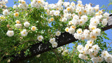 Bright White Climbing Rose Live Plant, Fragrant Rose Bush Ready to Plants, Zone 5 to 9, Size 5 to 7 Inches and Bare Root