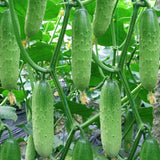 Set of 2 Marketmore Cucumber Plants Live, Live Cucumber Plants, 4'' Pot, 4 to 7 Inc Long Starter Plant