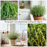 Set 2000 Thyme Seeds for Planting, Hardy Thyme, Greem Thyme Herb Seeds, Perennial Herb for Containers, Borders and Outdoor Garden