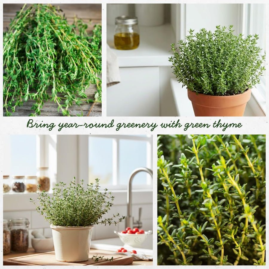 Set 2000 Thyme Seeds for Planting, Hardy Thyme, Greem Thyme Herb Seeds, Perennial Herb for Containers, Borders and Outdoor Garden