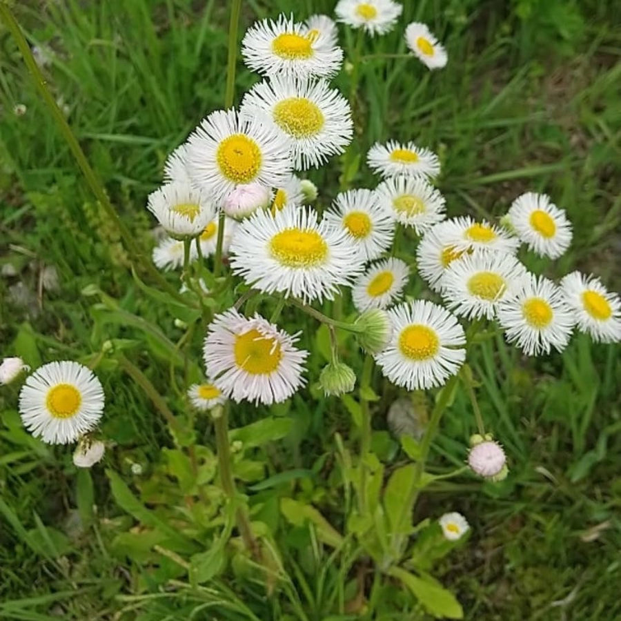 2 Daisy Flower Plants Live Gardening, 6 Inc Potted, Yellow White Daisy Plant Live for Growing