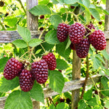 Boysenberry Live Plant, Full Rooted from 4-6 Inches Tall, Thornless Boysenberry, Edible Berry Fruit Plant for Outdoor Growing