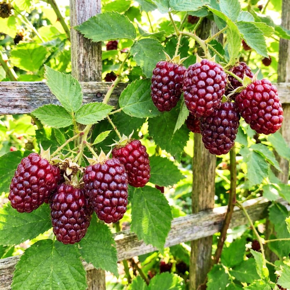 Boysenberry Live Plant, Full Rooted from 4-6 Inches Tall, Thornless Boysenberry, Edible Berry Fruit Plant for Outdoor Growing