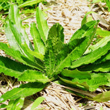 Culantro Herb Plant Live, Tropical Culantro Herb, 4 Inches Tall in 4 Inch Pot, Edible Plant for Home Garden