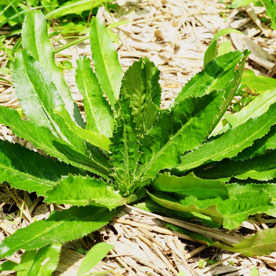 Culantro Herb Plant Live, Tropical Culantro Herb, 4 Inches Tall in 4 Inch Pot, Edible Plant for Home Garden