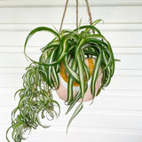 Variegated Spider Plant Live, Trailing Spider Plant for Indoor Outdoor Garden, 2-4 Inches Tall, No Pot