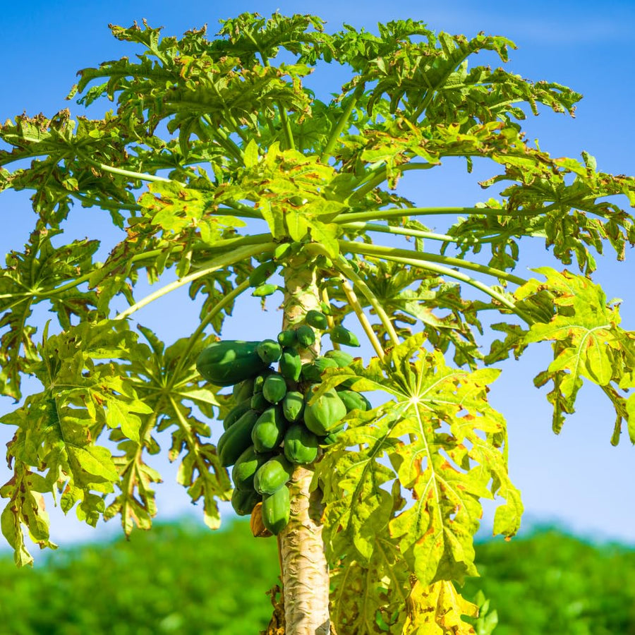 Papaya Live Plant, Tropical Papaya Fruit Tree for Planting Outdoor, 5-8 Inches Tall